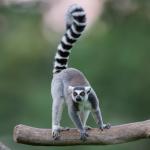 Клетки на лемур могат да помогнат за лечение на мускулни заболявания при хората