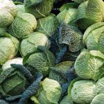 Откриха ген, свързан със заболяване при кръстоцветните растения 