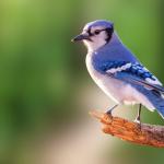 Смяната на пола при птиците е по-често срещана, отколкото се смяташе