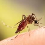 Комари бяха открити за първи път в Исландия – възможен знак за промени в екосистемата