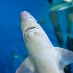 Бебетата на големите бели акули предпочитат плитки води