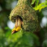 Птици по света използват звуци, наподобяващи 