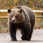 Как да реагираме при среща с мечка