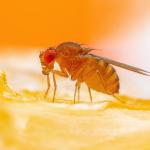 Осъществиха прехвърляне на поведение между видове чрез манипулацията на един-единствен ген