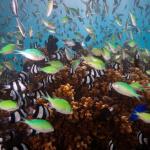 Биоразнообразието във водите край австралийски острови нараства