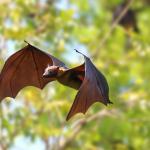 Лаборатория по роботика в Масачузетс разработва дронове, вдъхновени от прилепи, за мисии по търсене и спасяване