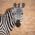 Защо не яздим зебри?