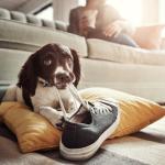 Неосъзнати опасности, които дебнат домашните ви любимци вкъщи