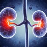 Учени превърнаха бъбрек с кръвна група А в универсално съвместим орган