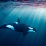 Учени се опитват да използват подводни оптични кабели, за да следят звуците и движението на косатките