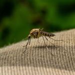 Хората, които пият бира, са истински магнит за комарите