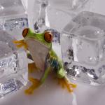 Жабите могат да замръзнат, без да умрат