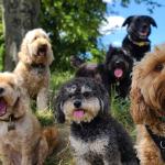 Разнообразието в размера и формата на кучетата е започнало преди 11 000 години