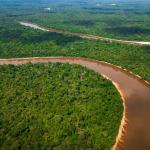 Учени в Бразилия лишават дървета от вода, за да тестват лимита на Амазония 