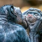 Първата целувка се е случила преди около 20 милиона години между примати