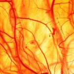 Австралийски учени създадоха 3D принтирани копия на кръвоносни съдове за едва два часа