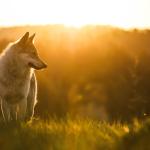 Учени документираха първото известно използване на сечива при диви вълци