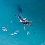 Китовете и делфините често си взаимодействат и играят