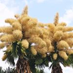 Редки палми в Рио де Жанейро цъфтят само веднъж, преди да умрат