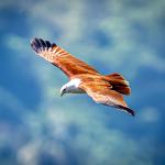 Защо птиците могат да летят, ние – не 