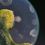 Бактерия, важна за човешкото здраве, оцелява в космоса