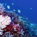 Топлоустойчиви „супер корали“ дават надежда за застрашените от избелване рифови системи