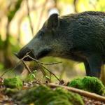 Разкриха уникални генни адаптации при дивата свиня, породени от нейната миграция