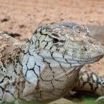 Откриха костна структура, свързана с еволюцията на австралийските варани