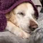 Микробите в червата на кучето ви може да предскажат прогнозата му при рак