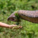 Мустаците на хобота на слоновете улесняват осезанието им