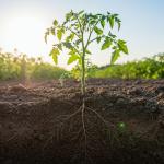 Учени откриха нанопластмаса в корените на житни растения