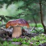 Интересни факти за гъбите