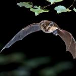 Прилепите всъщност не са слепи