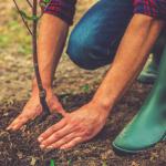 Как да отгледате гора в задния си двор
