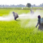Каква би могла да бъде екологичната алтернатива на синтетичните пестициди?