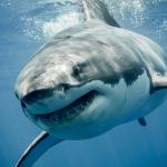 Странстванията на голяма бяла акула подсказват на учените как да опазват този животински вид 
