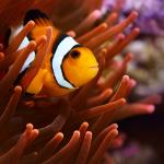 Какво ще се случи с океана, ако всички риби изчезнат?