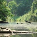 Тропическите водоеми отделят по-малко парникови газове от очакваното