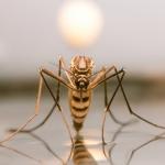 Омразният и смъртоносен комар