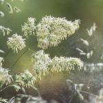 Алергии към полена и сезонни промени в температурата на околната среда
