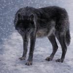 Защо вълците в различни райони на Северна Америка променят цвета на козината си?