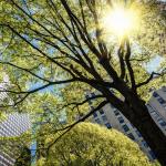 Комбинация от различни дървета пречиства въздуха в града по-ефективно