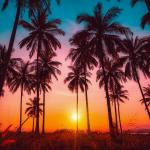 Повече от половината от палмите по света са застрашени от изчезване