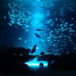 Откриха нови дълбоководни видове край бреговете на Западна Австралия