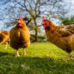 Китайски учени завършиха секвенирането на пилешкия геном