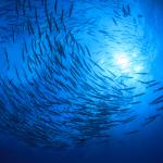Държавите-членки на ООН постигнаха споразумение за първия международен договор за защита на екосистемите в открито море