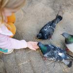 В Сан Франциско е забранено да храните гълъби