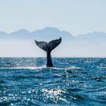 Изследване на китове дава информация за еволюцията на менопаузата 