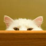 Котката ви знае къде сте дори когато не ви вижда