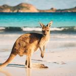 Кенгуратата са левичари